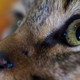 Did that manchild even HAVE CATS? / Image via Getty
